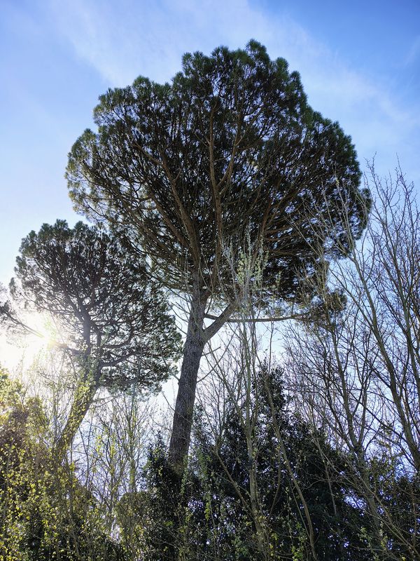 De Bartolomé Mitre a Hipólito Yrigoyen