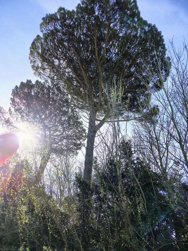 De Bartolomé Mitre a Hipólito Yrigoyen