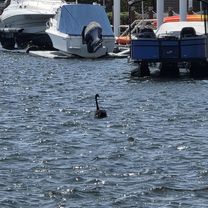 Harbour Parade to Harbour Parade