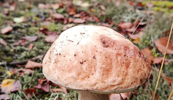 Foto 1 der Bikemap-Route "полигон" Foto 1 der Bikemap-Route "полигон"