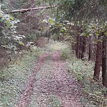 Photo 7 of the Bikemap route "V Lese."