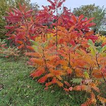 Herbsttour Petersberg um Gau Odernheim