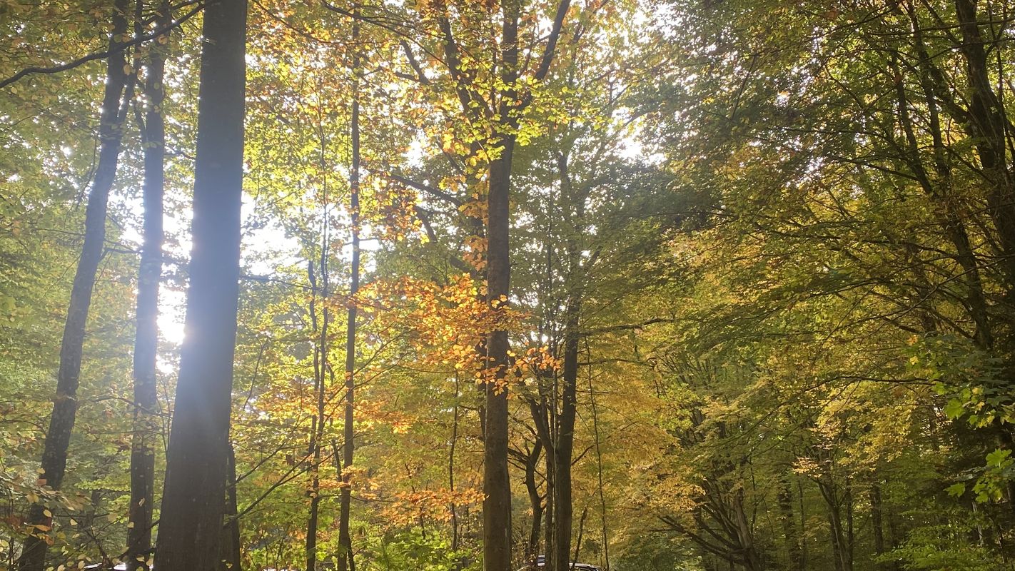 Neuroder Straße, Waldbronn nach Neuroder Straße, Waldbronn