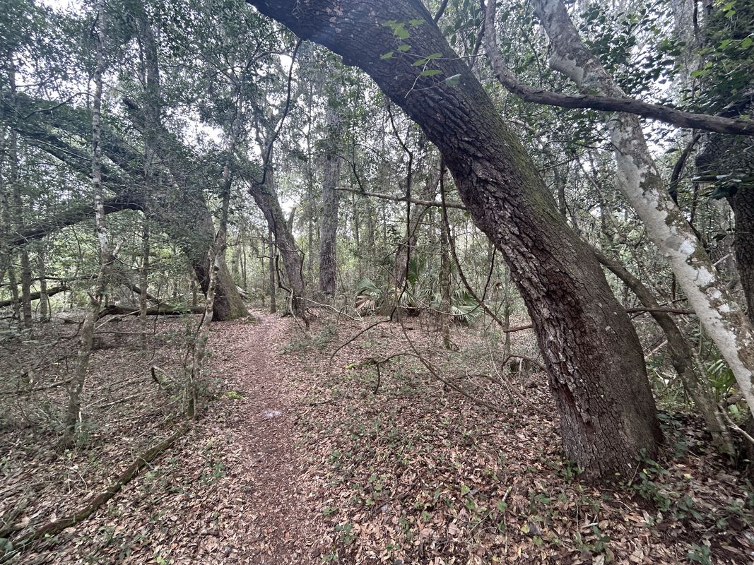 Cross Florida Greenway Trail, Dunnellon to Dunnellon