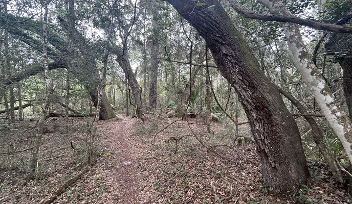 Foto 1 de la ruta de Bikemap "Cross Florida Greenway Trail, Dunnellon to Dunnellon"