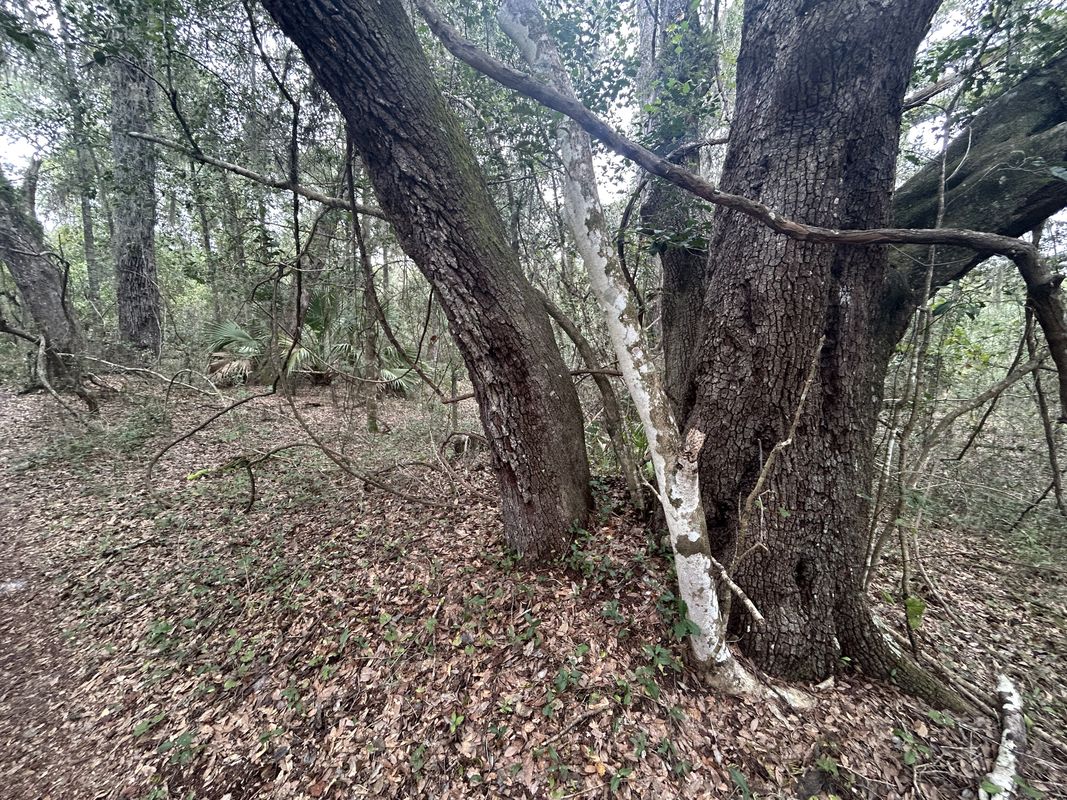Cross Florida Greenway Trail, Dunnellon to Dunnellon