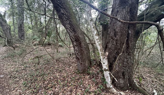 Foto 2 de la ruta de Bikemap "Cross Florida Greenway Trail, Dunnellon to Dunnellon"