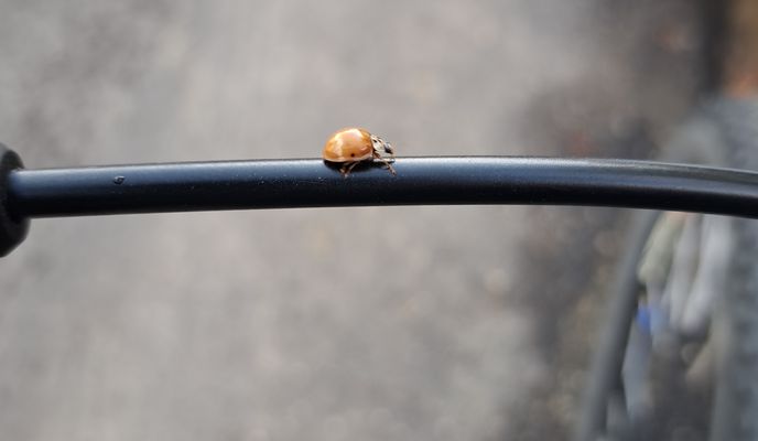 Foto 1 der Bikemap-Route "Route to Strada Petre Ţuţea 9-11"