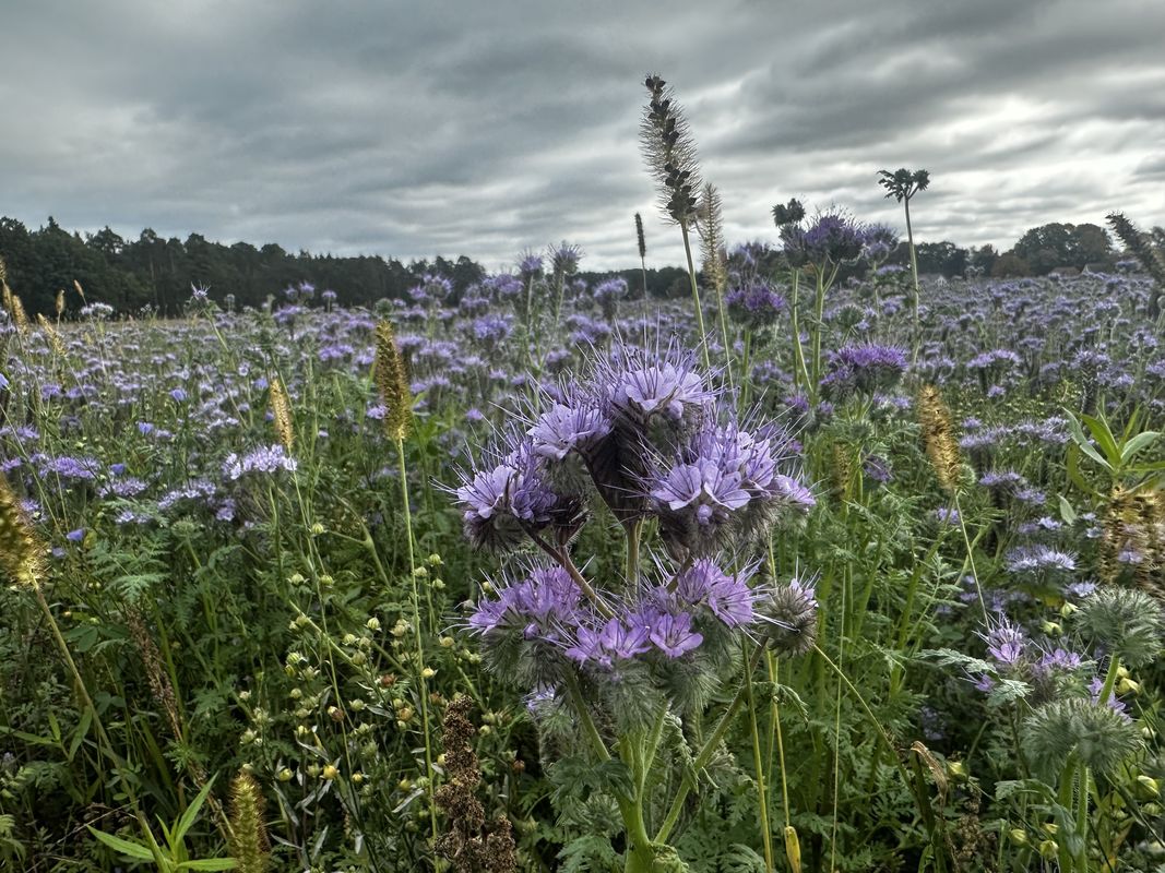 Dr-Albert-Schweitzer-Straße, Lübbenau/Spreewald nach Bahnhofstraße, Senftenberg