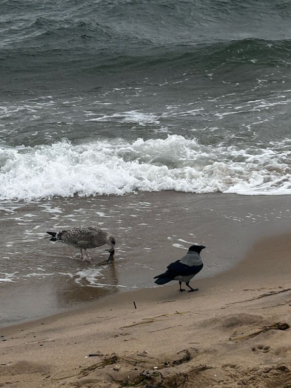 Kmdra Z Przybyszewskiego, Hel do Bulw Nadmorski, Hel