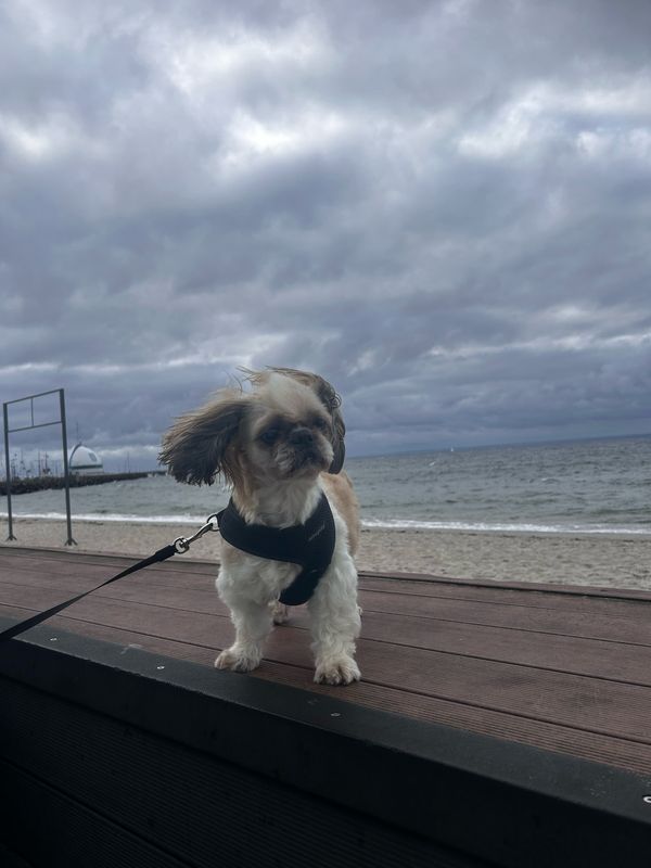 Kmdra Z Przybyszewskiego, Hel do Bulw Nadmorski, Hel