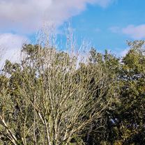 Foto 7 der Bikemap-Route "17 Roses Pont-Da-Vinci Castelló-d'Empúries Vila-Sacra Vilamalla Tonyà Siurana Riumors Castelló Empuriabrava Ciutadella"