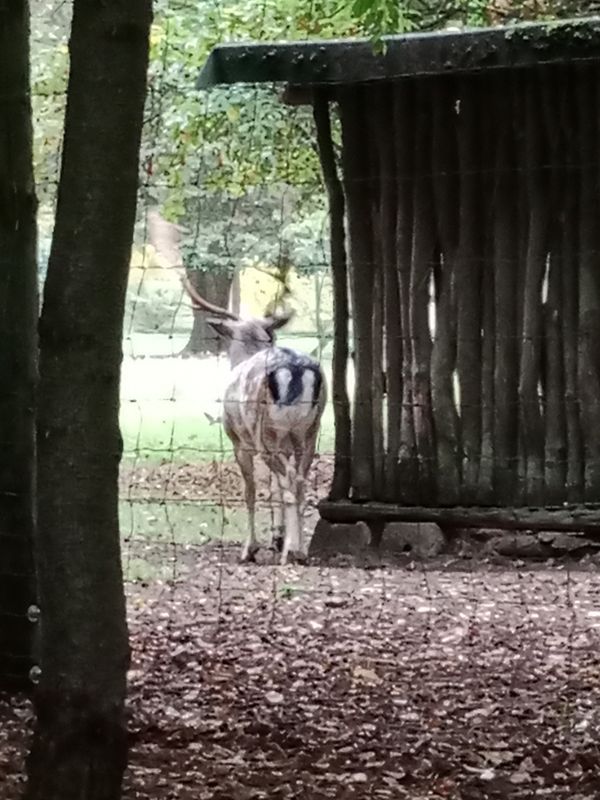 Šebelova do Breitcetlova