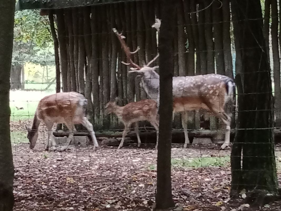 Šebelova do Breitcetlova