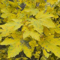 Orehek - Naklo - Orehek