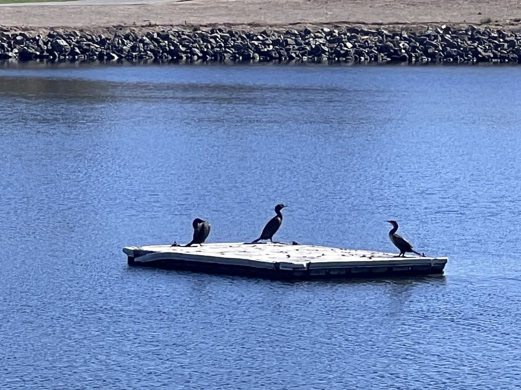 Nicholas Dr, Mountain View to Nicholas Dr, Mountain View