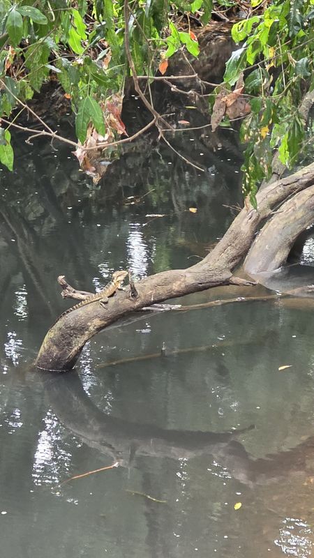 Coral Street to Coral Street