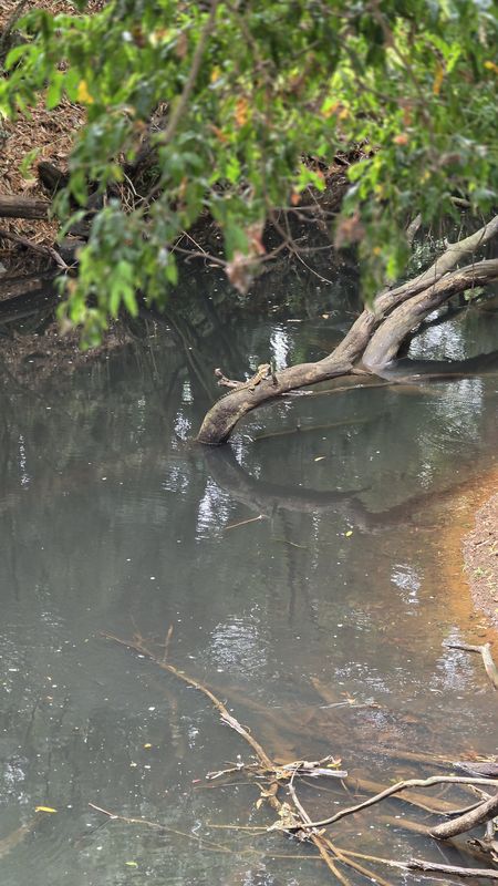 Coral Street to Coral Street