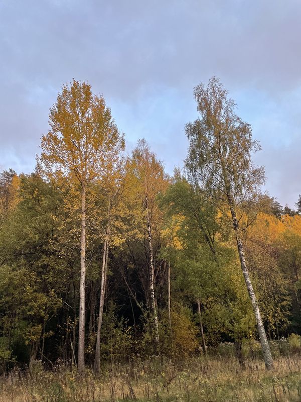 GÀsslösavÀgen, BorÄs to Husbondegatan, BorÄs