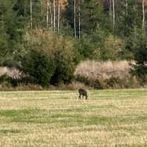 Sveagatan, Grums to Västerstrands, Karlstad