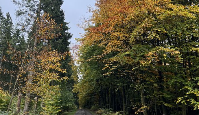 Foto 2 der Bikemap-Route "FeWo Sonnenschein  - Vogelsang"