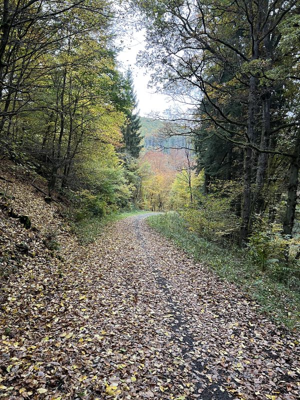 FeWo Sonnenschein - Vogelsang