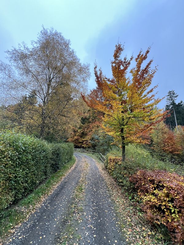 FeWo Sonnenschein - Vogelsang