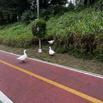 과천동, 과천시에서 양지마을1로, 과천시까지