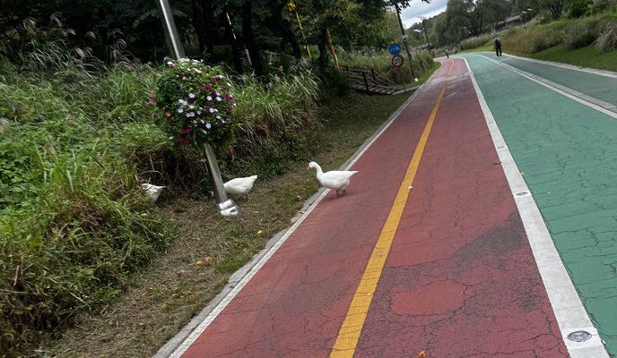 Zdjęcie 2 trasy Bikemap „과천동, 과천시에서 양지마을1로, 과천시까지”