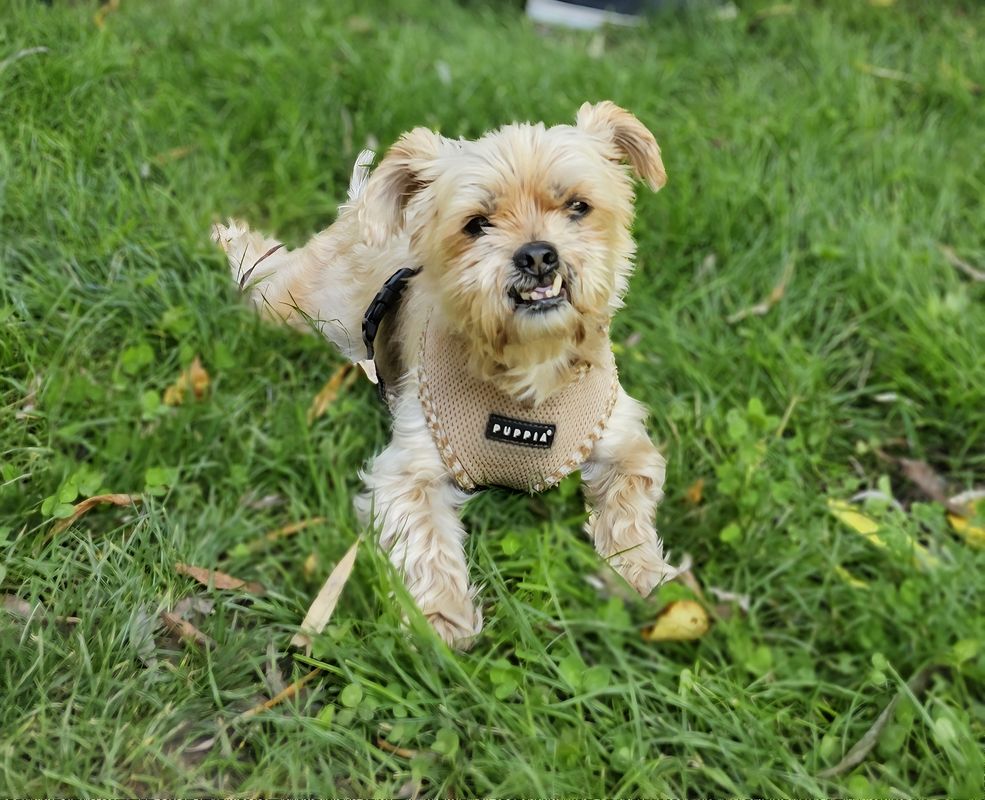 FREEBIRD-Anhänger Ausfahrt mit Maiki