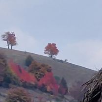 Via Transilvanica. Terra Romana. Crusovat-Poiana Lunga- Priscina