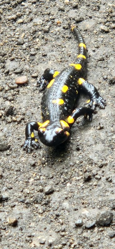 Via Transilvanica. Terra Romana. Prisacina- Inelet- Valea Cernei- Obarsia Closani