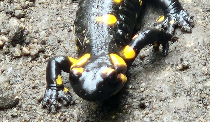 Photo 2 de l’itinéraire Bikemap « Via Transilvanica. Terra Romana. Prisacina- Inelet- Valea Cernei- Obarsia Closani »