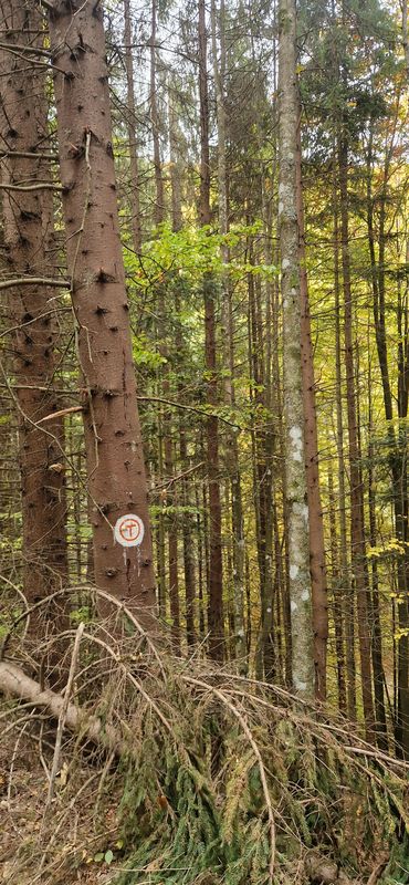 Via Transilvanica. Terra Romana. Prisacina- Inelet- Valea Cernei- Obarsia Closani