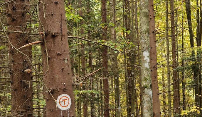 Photo 1 de l’itinéraire Bikemap « Via Transilvanica. Terra Romana. Prisacina- Inelet- Valea Cernei- Obarsia Closani »