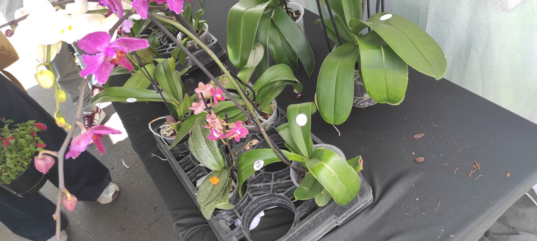 Eban Avenue to Eban Avenue