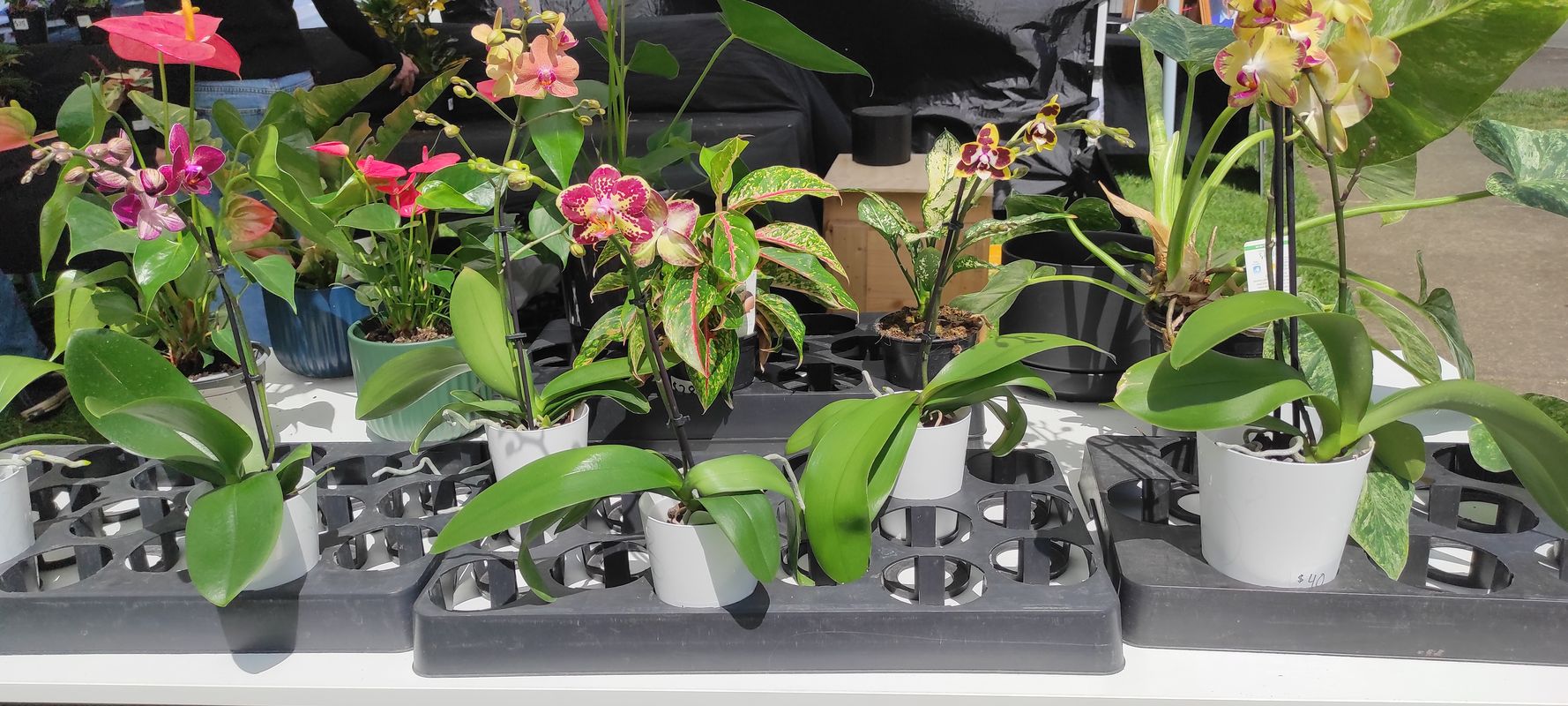 Eban Avenue to Eban Avenue