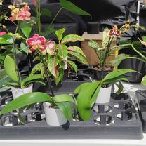 Eban Avenue to Eban Avenue