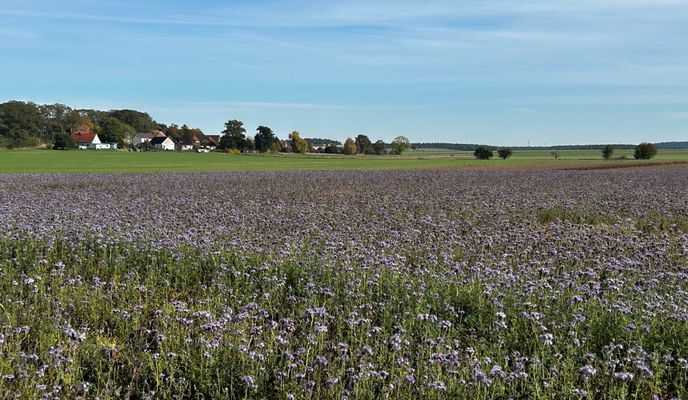 Foto 1 der Bikemap-Route "Lausiger-Teich-Straße, Bad Schmiedeberg nach Lindenstraße, Bad Schmiedeberg"