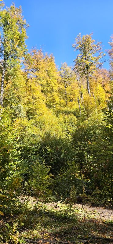 Tură Călimănești