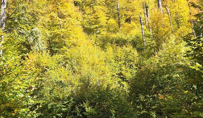 Foto 2 del percorso Bikemap "Tură Călimănești"