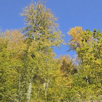 Tură Călimănești