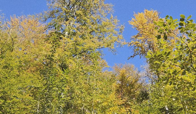 Foto 1 del percorso Bikemap "Tură Călimănești"