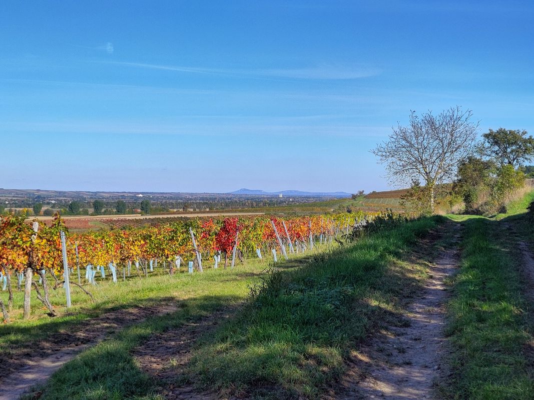 Retz - Eurovelo und Weinviertel Radwege - Hollabrunn