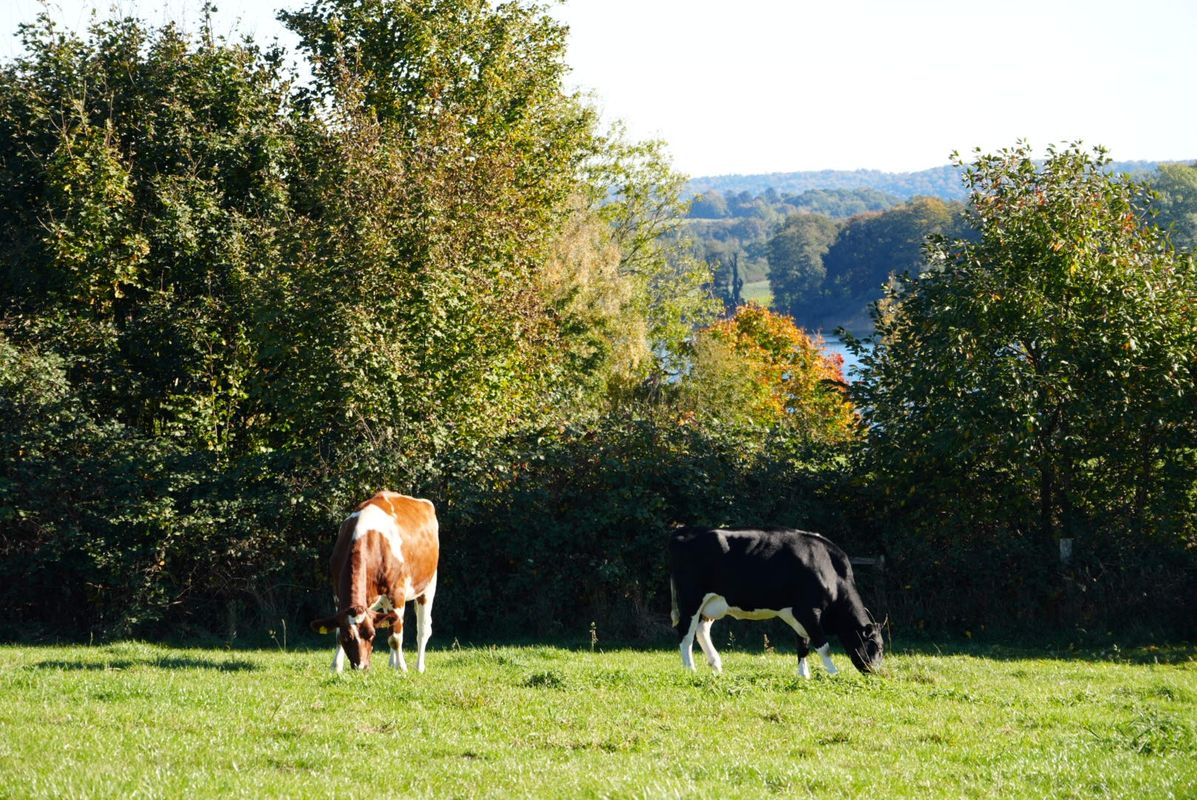 Malente, Plön und viel Wasser