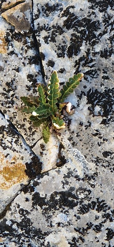 Via Transilvanica. Terra Romana. Ciresu - Balatoati-Drobeta Turnu Severin