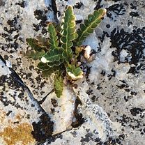 Via Transilvanica. Terra Romana. Ciresu - Balatoati-Drobeta Turnu Severin