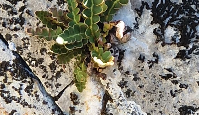 Foto 1 de la ruta de Bikemap "Via Transilvanica. Terra Romana. Ciresu - Balatoati-Drobeta Turnu Severin"