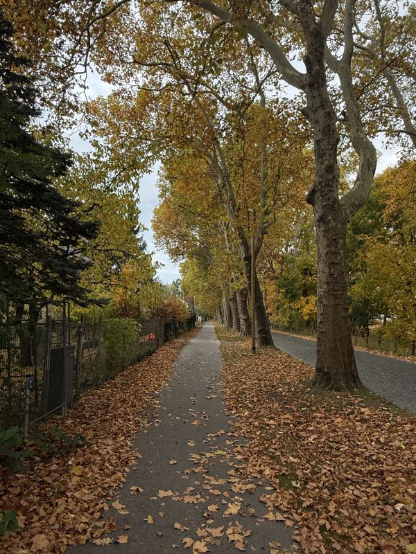 Bornhagenweg, Berlin do Trebbiner Straße, Blankenfelde-Mahlow