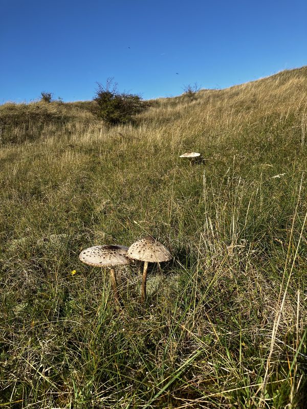 Badweg, Schiermonnikoog naar Reeweg, Schiermonnikoog